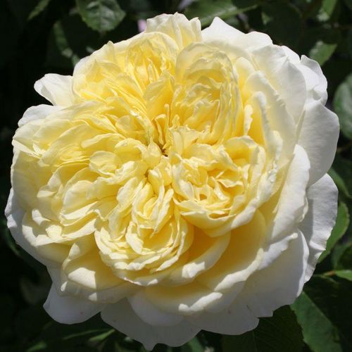 Gelb mit helleren außeren blütenblättern - englische rosen